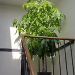 Les Angevines Apartment *