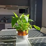 Les Angevines Apartment *