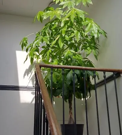 Les Angevines Apartmán *