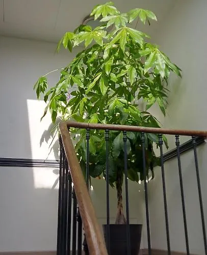 Les Angevines Apartman *